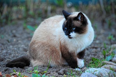 Snowshoe Siamese Cat Breed Info: Pictures, Temperament & Traits - Catster