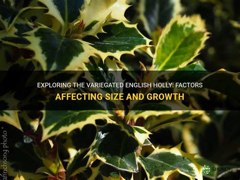 Exploring The Variegated English Holly: Factors Affecting Size And ...