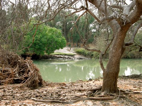 Tree On Bank Of River Free Stock Photo Public Domain Pictures