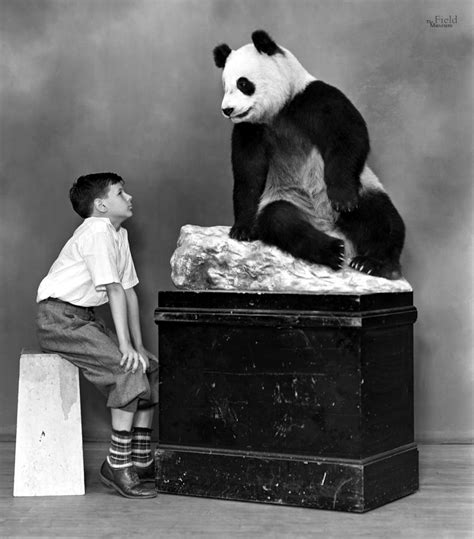 Taxidermy Tuesday Su Lin The First Giant Panda To Be Displayed In The