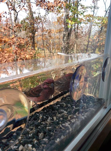 91 best Purple Finch images on Pholder | Whatsthisbird, Birding and Finch