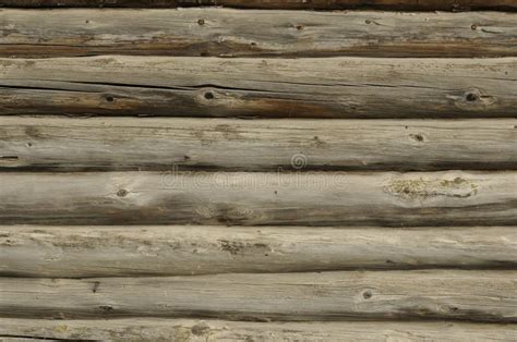 Textura De Los Registros De Madera Viejos De Un Roble El Tronco De Un