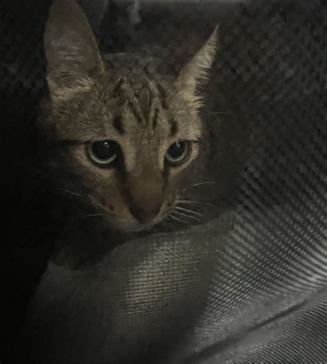 Five things I’m thankful for (after an emergency vet visit) – Not a