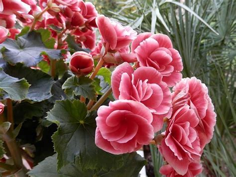Begonia Elatior (Бегония елатиор) | Begonia, Beautiful flowers, Flowers