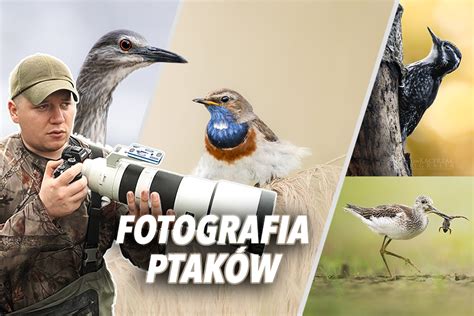 Jak Zacz Fotografowa Ptaki Poradnik Dla Pocz Tkuj Cych Fotoblysk