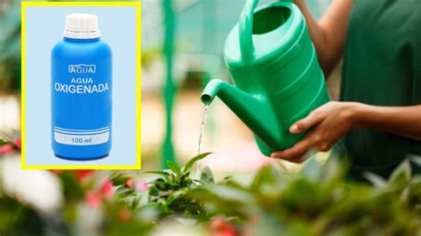 Para Qu Sirve Regar Las Plantas Con Agua Oxigenada Usos De