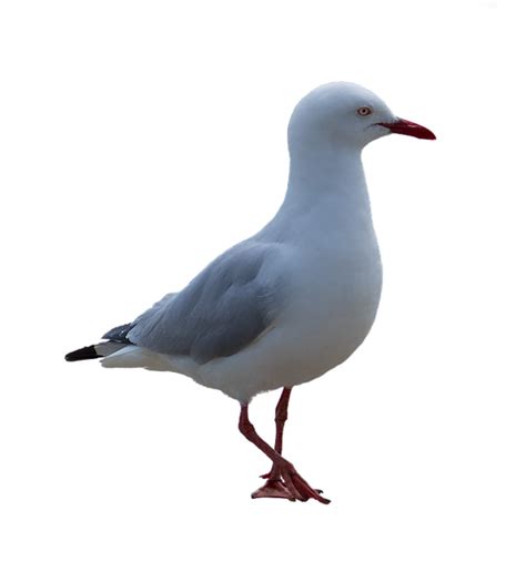 Gull PNG