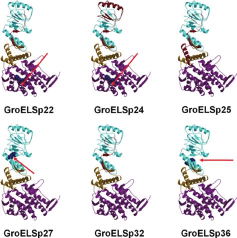 Locations of variations observed in the gene-shuffled GroEL variants ...