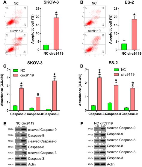 Circular Rna 9119 Suppresses In Ovarian Cancer Cell Viability Via Targeting The Microrna 21 5p