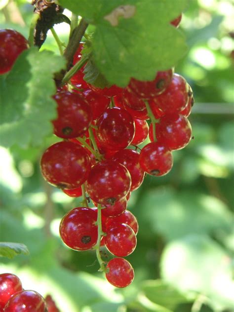 Red Currant 3 Free Photo Download Freeimages