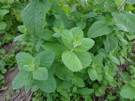 MIĘTA PIEPRZOWA MENTHA PIPERITA OgrodniczyRaj pl