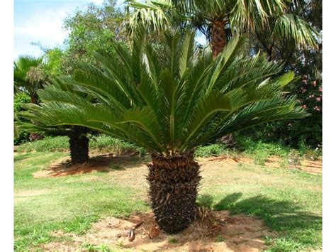 Цикас, саговая пальма - Cycas. Уход за саговником, фото