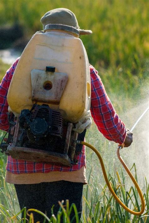 Pesticides In Food Safety Exposure And More