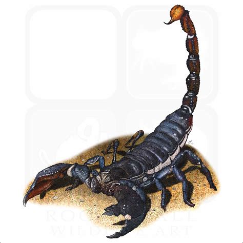 Emperor Scorpion Size