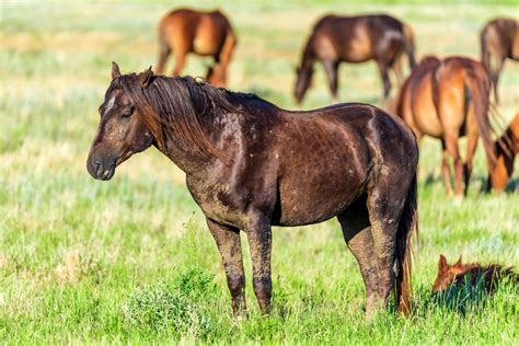 Understanding The Mares Breeding Cycle Chart Nexgen Pharmaceuticals