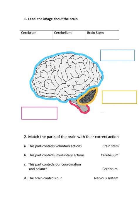 The Brain Interactive Worksheet Live Worksheets Worksheets Library