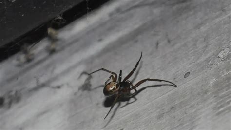 False Widow Spiders In Uk Ireland The False Widow Spider In Ireland