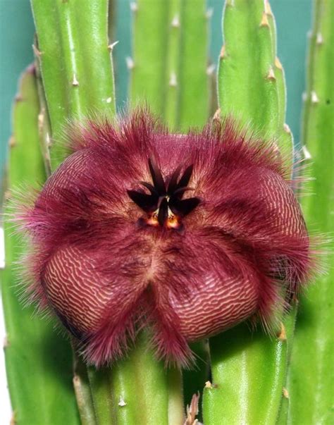 Stapelia Hirsuta (With images) | Succulents, Plants, Cactus