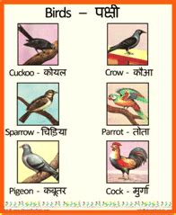 Five Birds Pictures With Name In Hindi Infoupdate Org