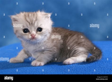 Exotic Shorthair Kitten Stock Photo - Alamy
