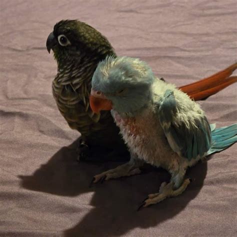 The Coco And Chicken Show Youtube