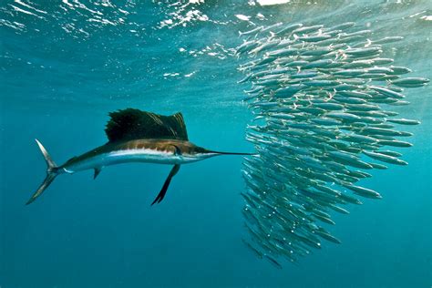 website evaluation big marlin group