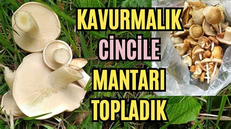 Kavurmal K Cincile Mantar Bulduk G Nl K Ya Murdan Sonra Mantarlar