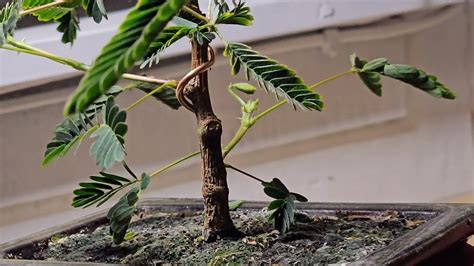 Mimosa Pudica Bonsai Tree Hopeful Update Youtube