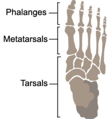 Phalanges Anatomy - PhysioAdvisor