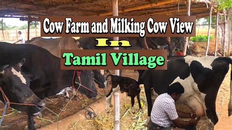 Cow Farm And Milking Cow A Village View In Tamil Nadu Tamil Nadu