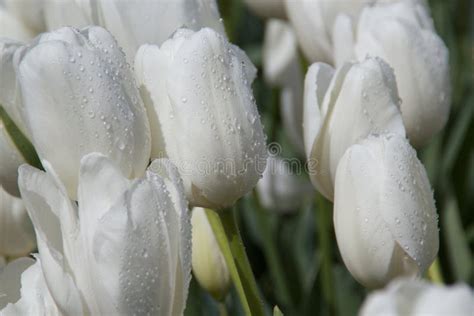 Tulpan fotografering för bildbyråer Bild av blomsterhandlare 51916315