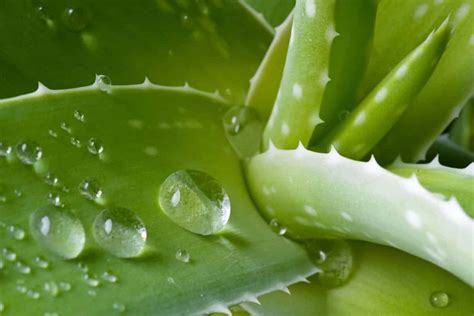 Aloe Vera Y Su Planta Descubre Cómo Cuidarla En Casa