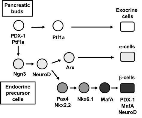 Pancreatic Transcription Factor Hierarchy During Pancreas Development