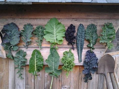 G Gardening How To Grow Kale