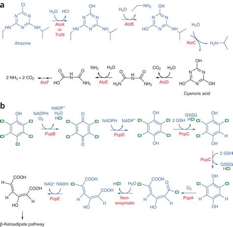 Two Pathways For Biodegradation Of Anthrogenic Pollutants Introduced In