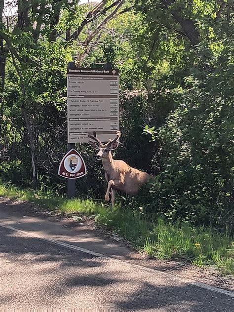 Mule Deer From Theodore Roosevelt National Park Billings County US ND