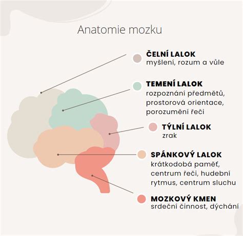 Anatomie Mozku Jak Funguje A Jak Jeho Fungov N Podpo It Cbd Star