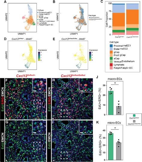 Decreased Proliferation In Control Cxcl12 Dsred Versus Null Cxcl12 Download Scientific Diagram