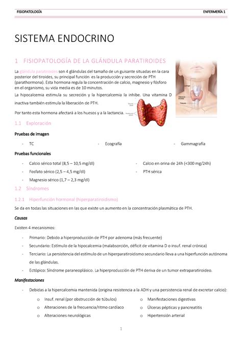 Sistema Endocrino Y Sus Caracter Sticas Fisiopatolog A Enfermer A