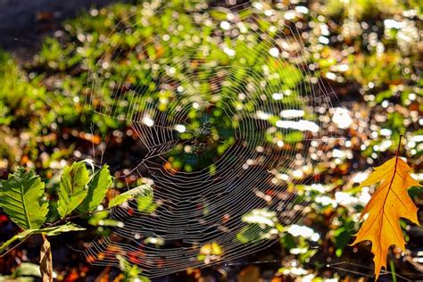 Spider Web Nature Forest Free Photo On Pixabay Pixabay