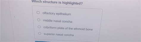 Solved Which Structure Is Highlighted Olfactory Chegg