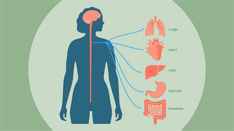 How To Stimulate Your Vagus Nerve And Why It Matters