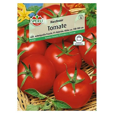 Sperli Gem Sesamen Tomate Harzfeuer Solanum Lycopersicum Erntezeit