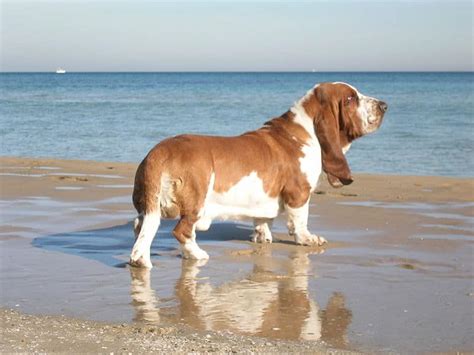 Meet The 15 Cutest Basset Hounds In The World A Z Animals