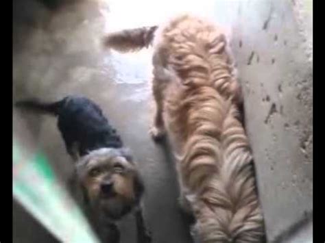 Yorki En Adopci N Etxauri Adoptado Youtube