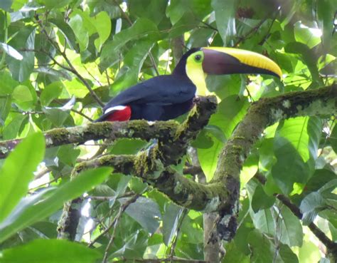 Black-mandibled Toucan | Cloudbridge Nature Reserve