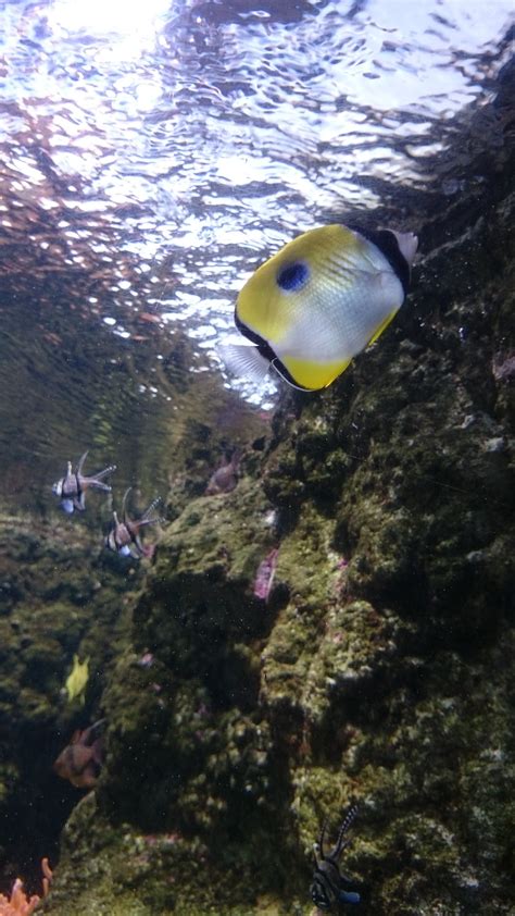 Aquarium Du Trocadero A Paris