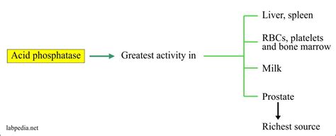 Prostatic Acid Phosphatase Pap Acid Phosphatase Labpedia Net