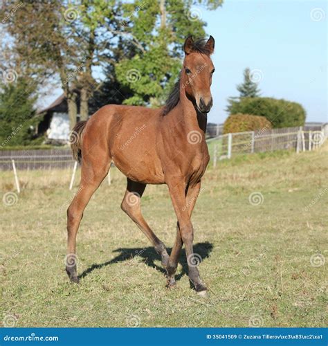 Perfect Arabian Horse Foal Running On Pasturage Royalty Free Stock Images - Image: 35041509