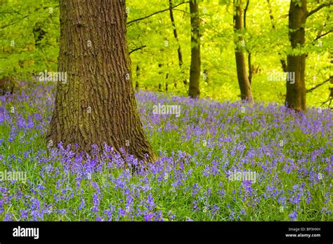 Bluebells Or Spring Wild Flowers In Bluebell Woods Woodland At Lower